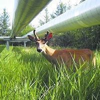 Enagás es la principal compañía de transporte de gas natural en España y una empresa típica de las carteras de inversión en dividendos