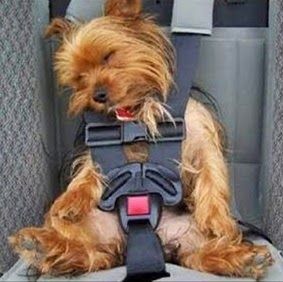 ยฟPor quรฉ no reaprovechar equipamiento que sรณlo utilizarรกs puntualmente durante un par de aรฑos, como una silla de coche? El dinero que non gastas se convertirรก en ahorro adicional ยฟPor quรฉ no reaprovechar equipamiento que sรณlo utilizarรกs puntualmente durante un par de aรฑos, como una silla de coche? El dinero que non gastas se convertirรก en ahorro adicional