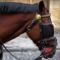 caballo_con_tapaojos