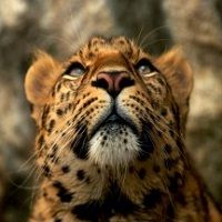 Las cotizaciones están por las nubes Las cotizaciones están por las nubes