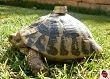 Tortuga Tortuga