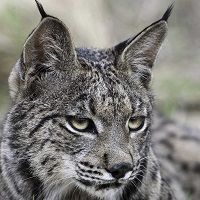 No hay que ser un lince para ver los beneficios de revisar los suministros No hay que ser un lince para ver los beneficios de revisar los suministros